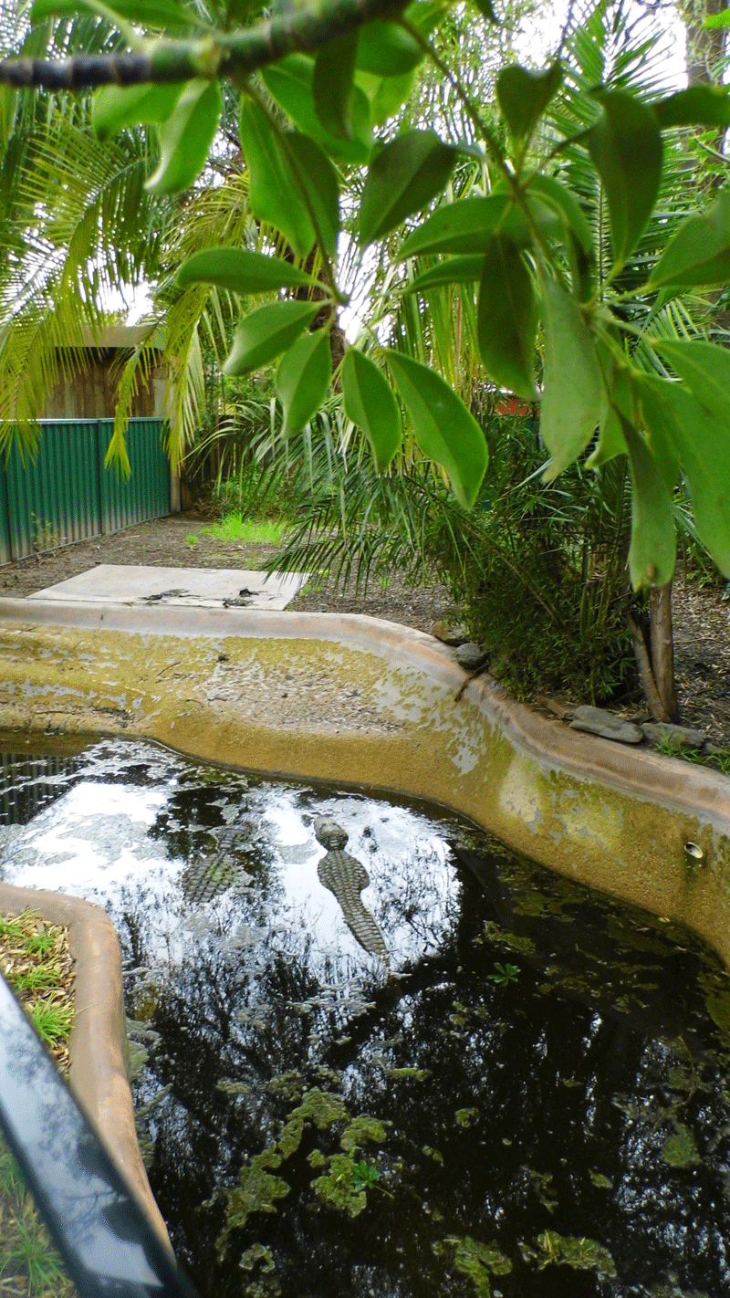 New Alligator Exhibit