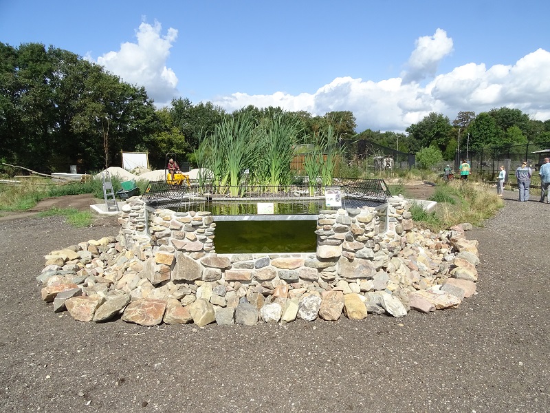 New alligator snapping turtle enclosure