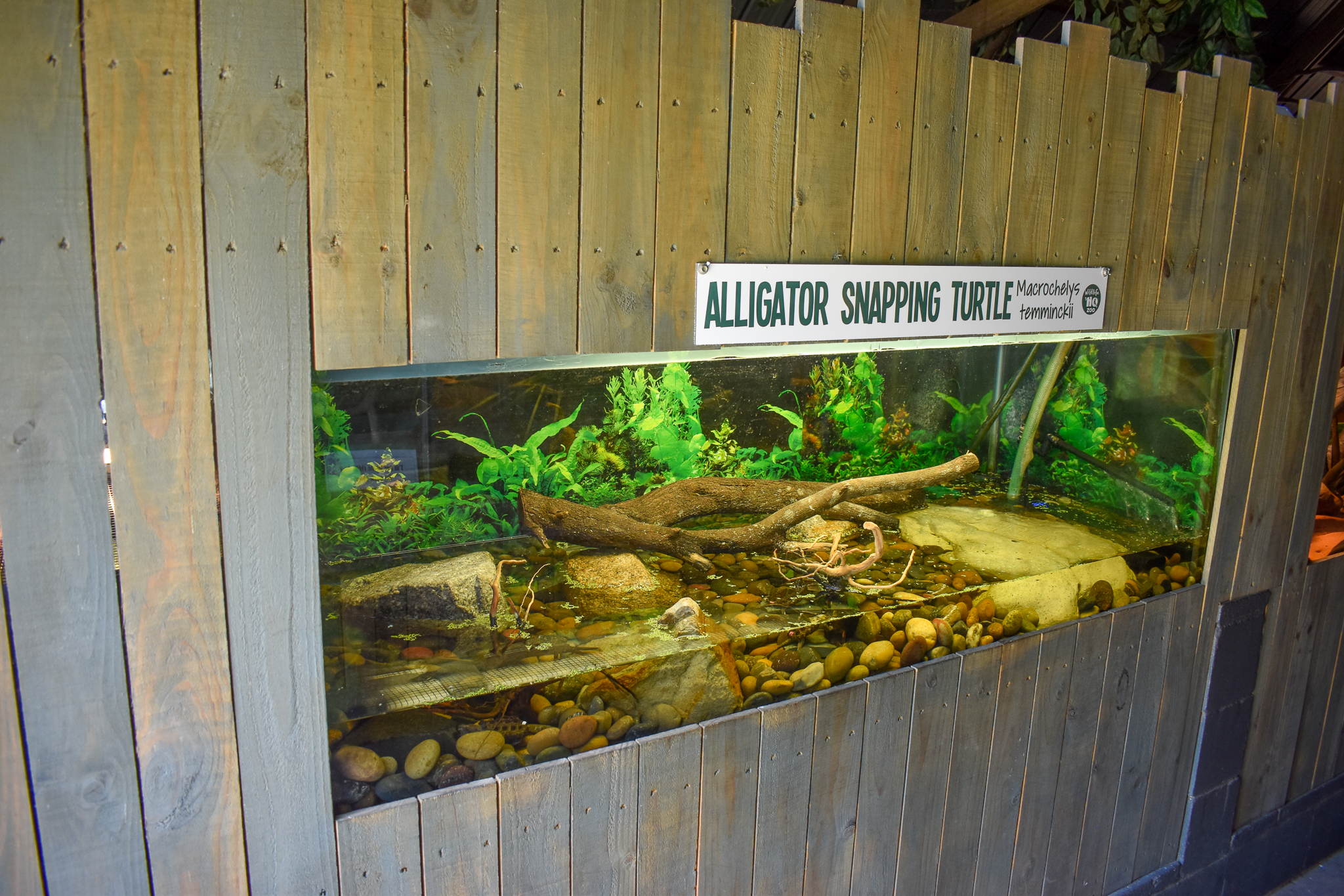 New Alligator Snapping Turtle Enclosure