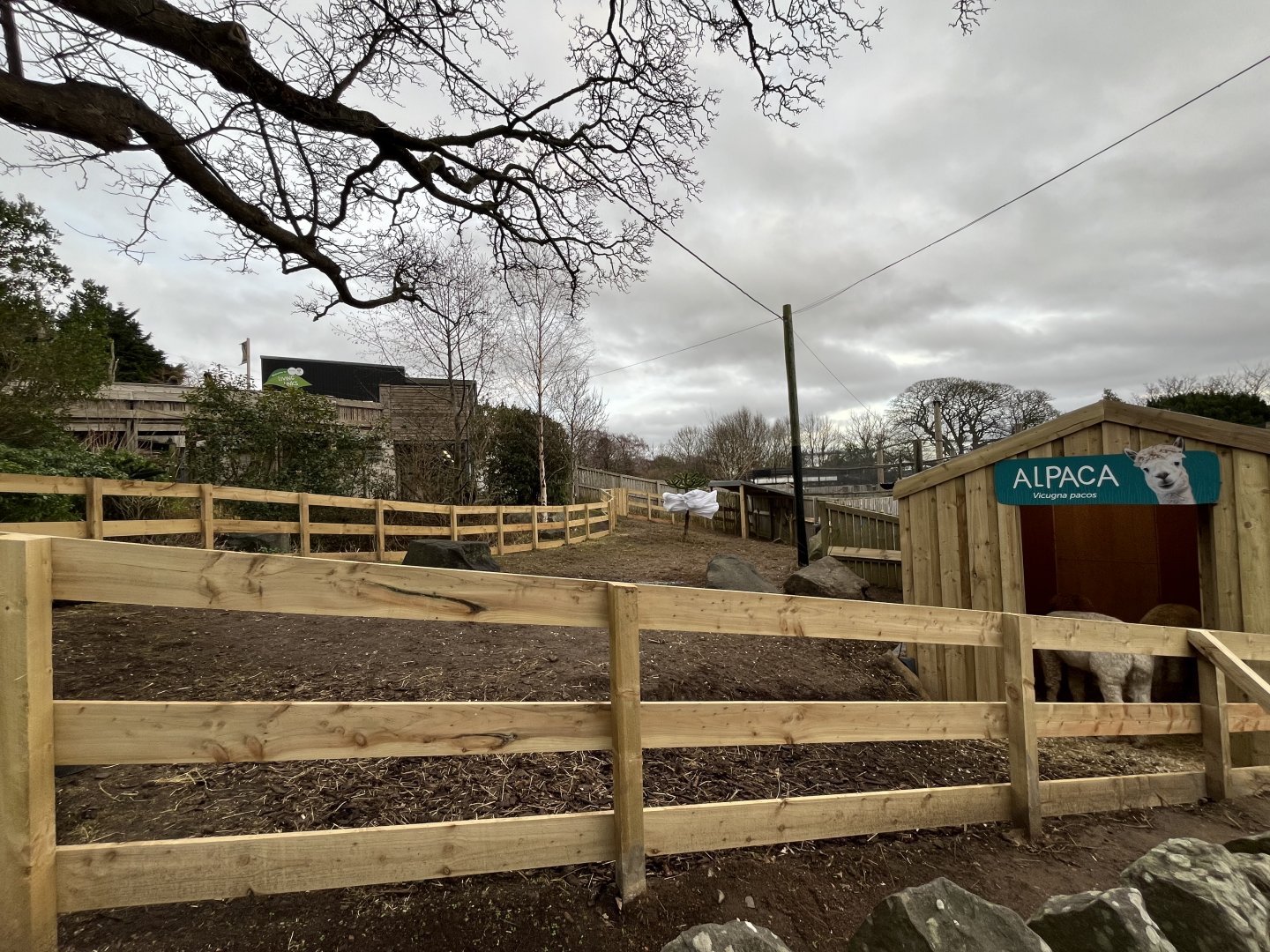 New alpaca enclosure 27.12.24