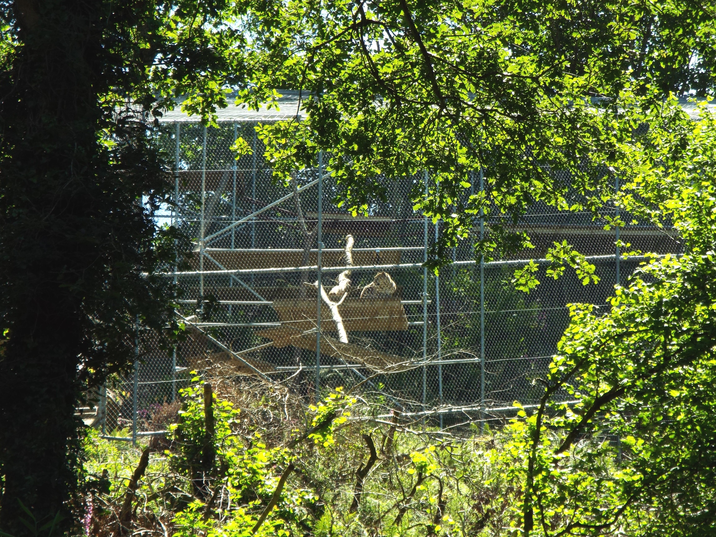 New Amur Leopard Exhibit 1 CMWDP