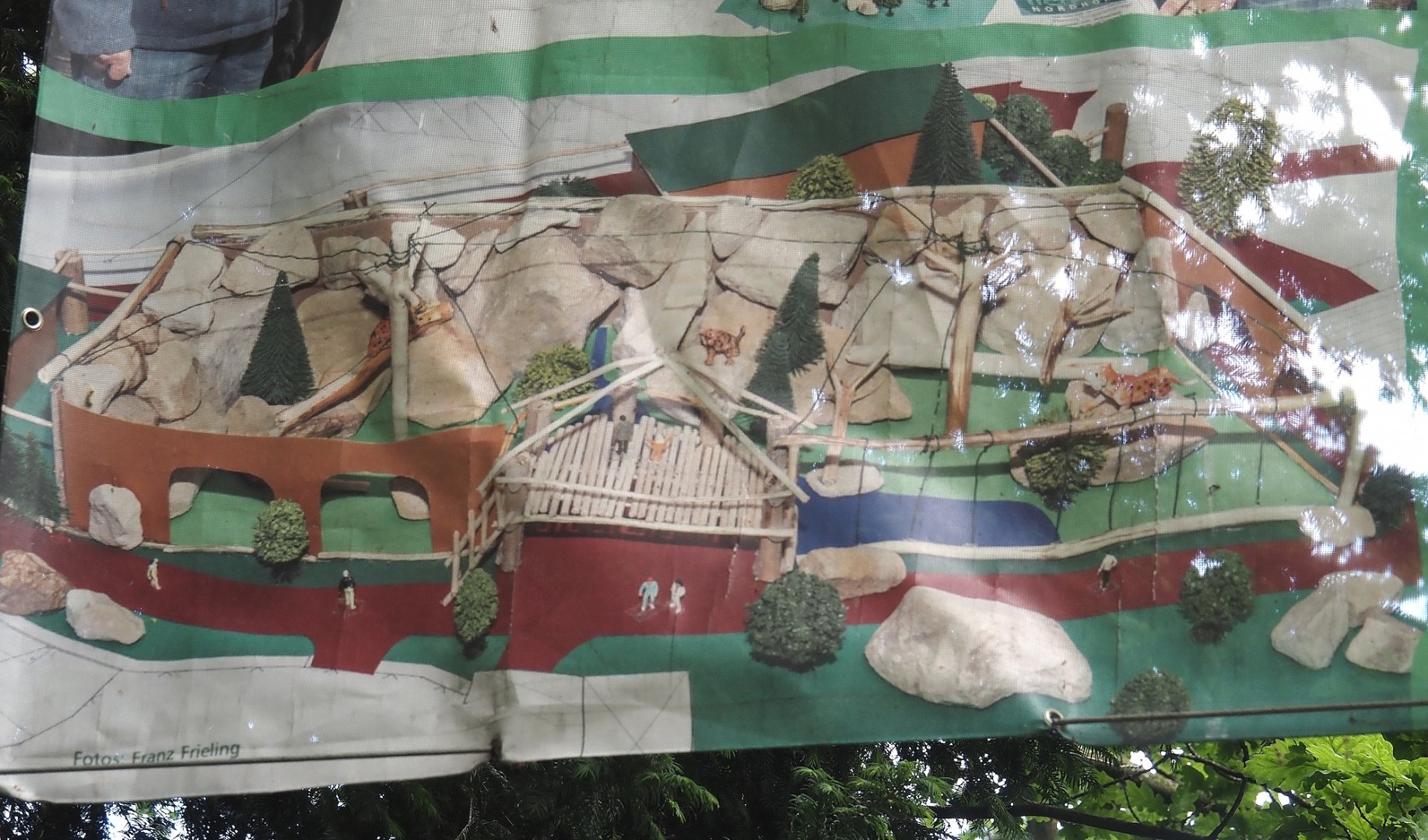 New Amur leopard exhibit construction - Signage with design, 2025-05-23