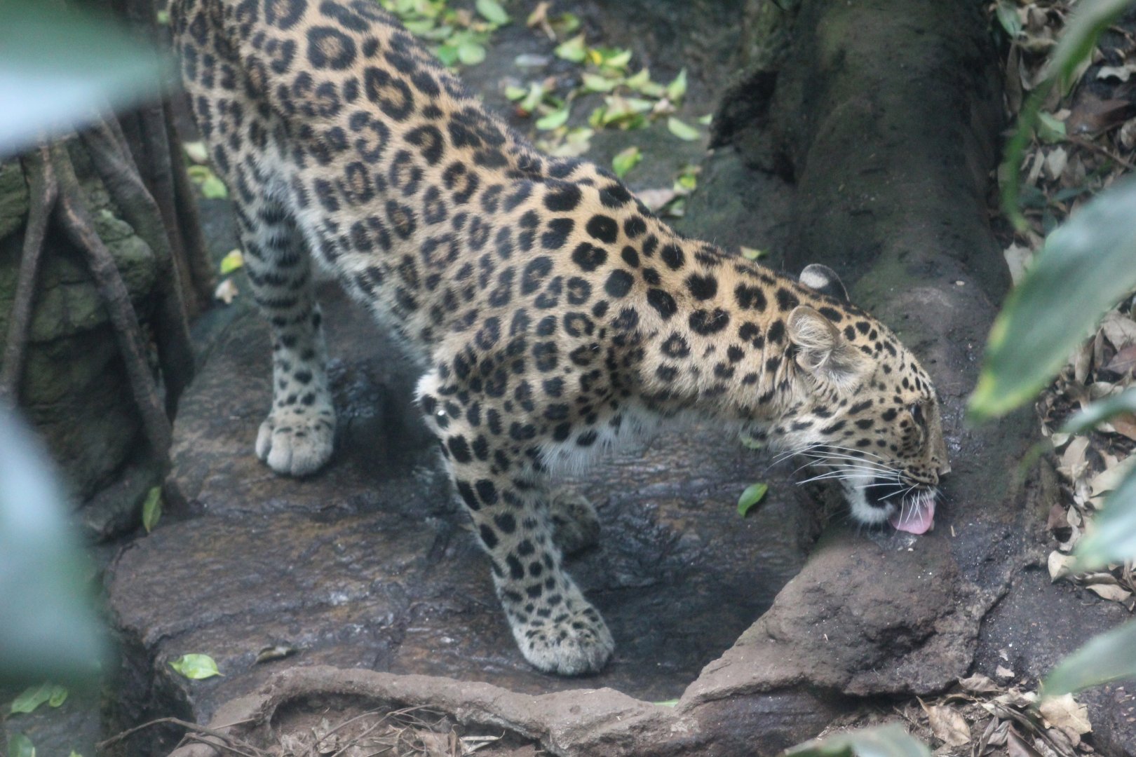 New Amur Leopard