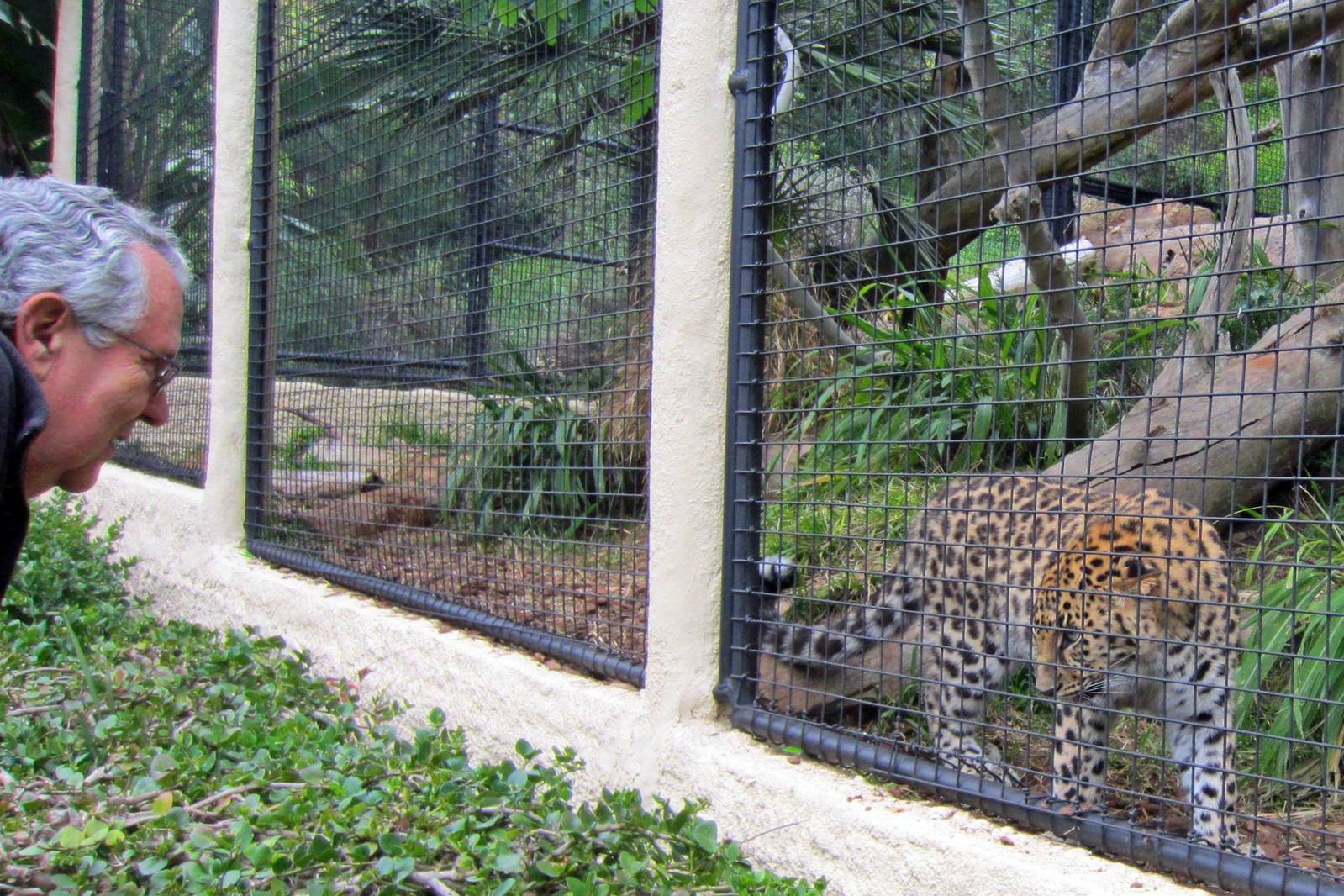 New Amur Leopards