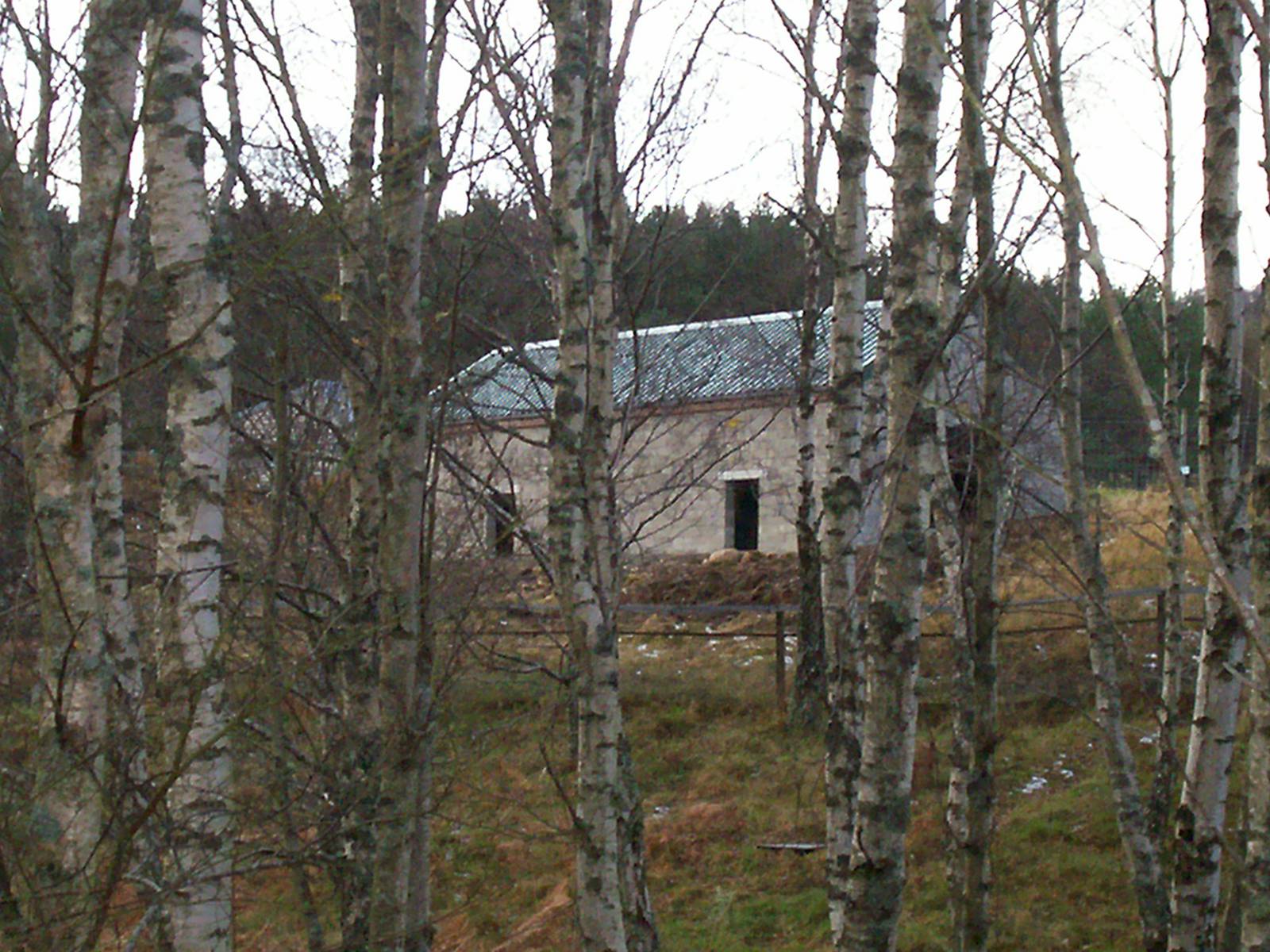 new Amur tiger house through the trees at the hwp