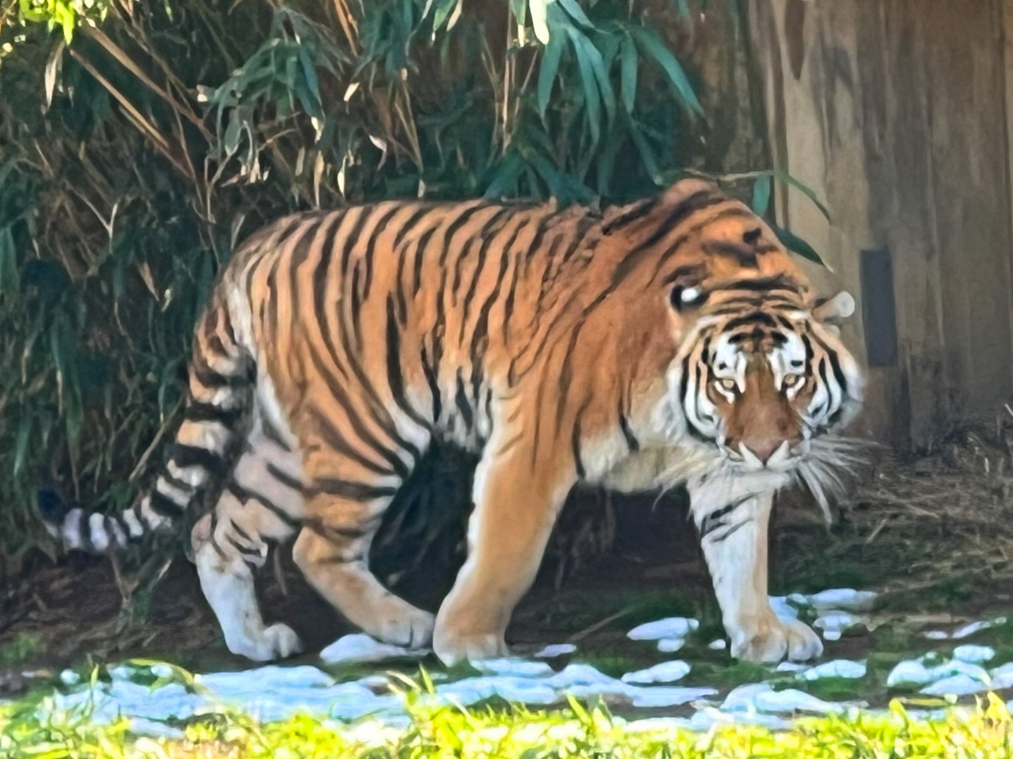 New Amur Tiger Vostok