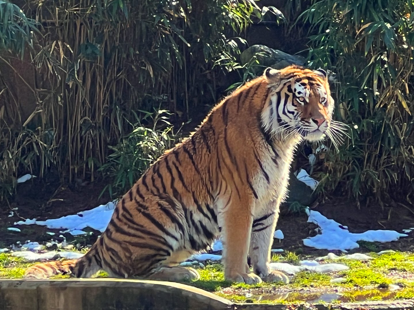 New Amur Tiger Vostok