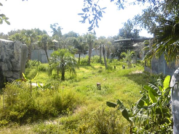 New and Improve Gorilla Exhibit