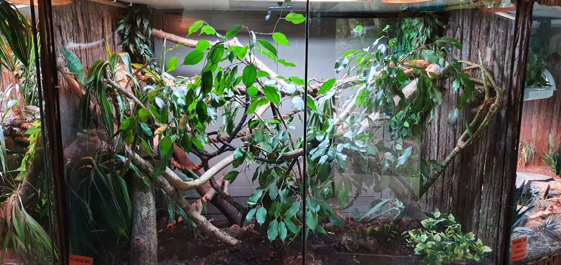 New and improved reptile enclosure at dartmoor zoo