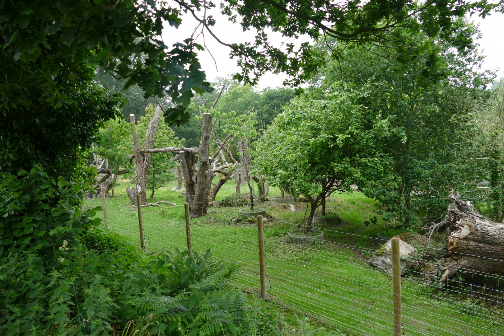 New Andean bear enclosure, June 2018