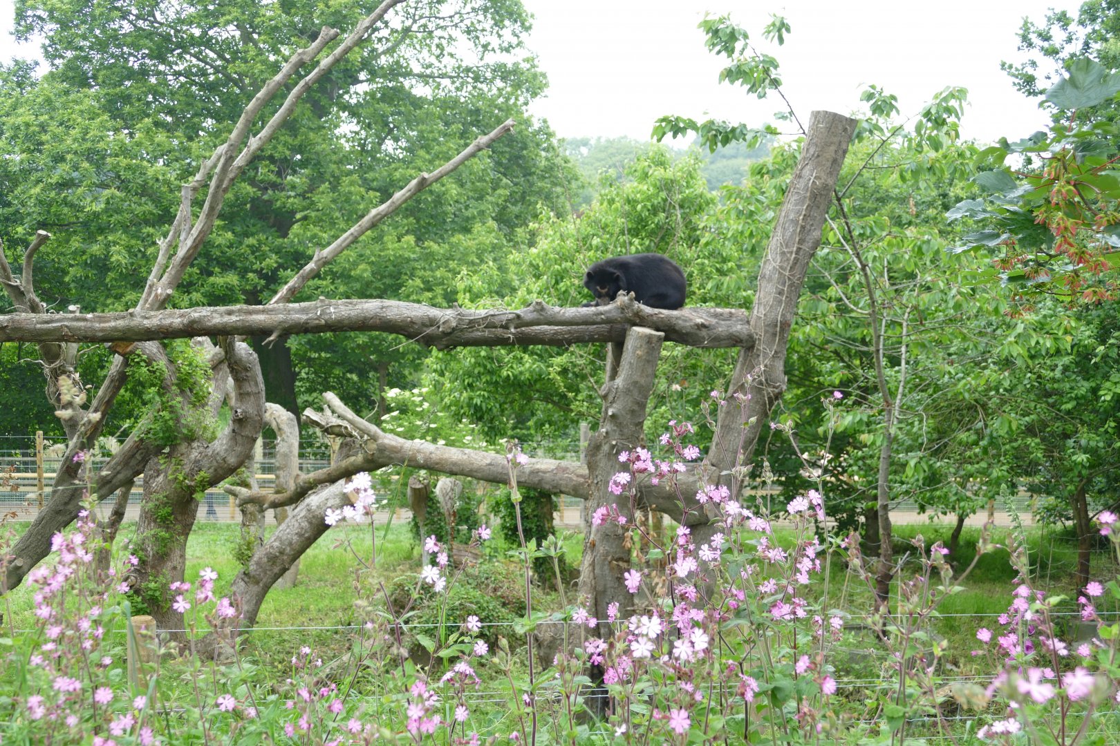 New Andean bear enclosure, June 2018