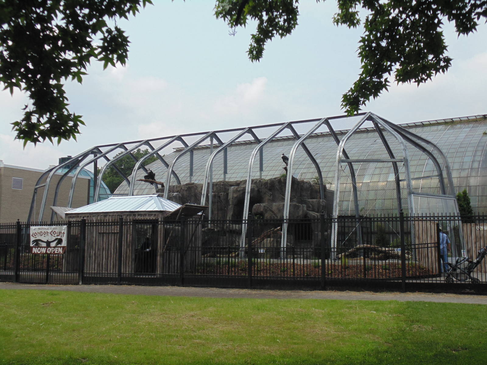 New Andean Condor Exhibit