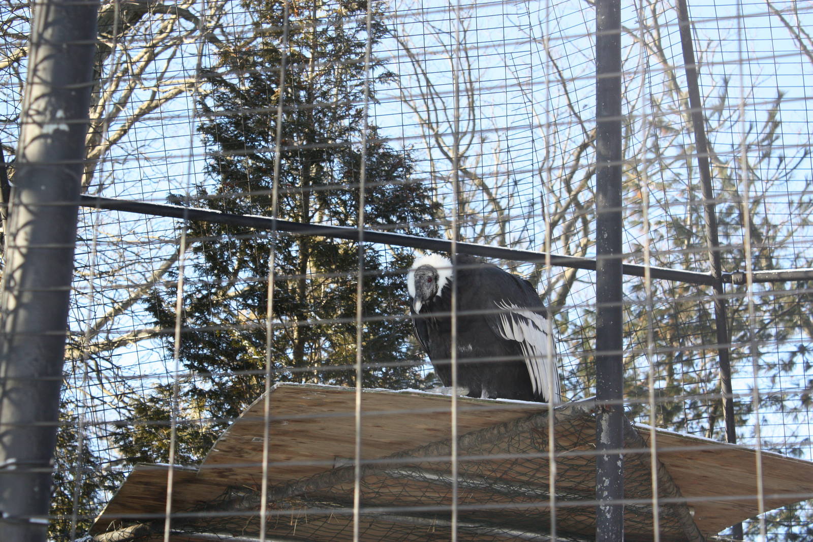 New Andean Condor