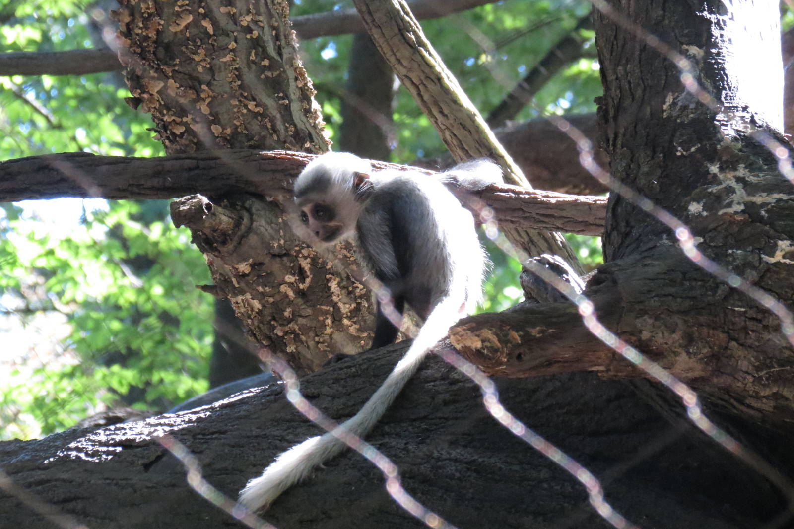 New Angolan Colobus baby