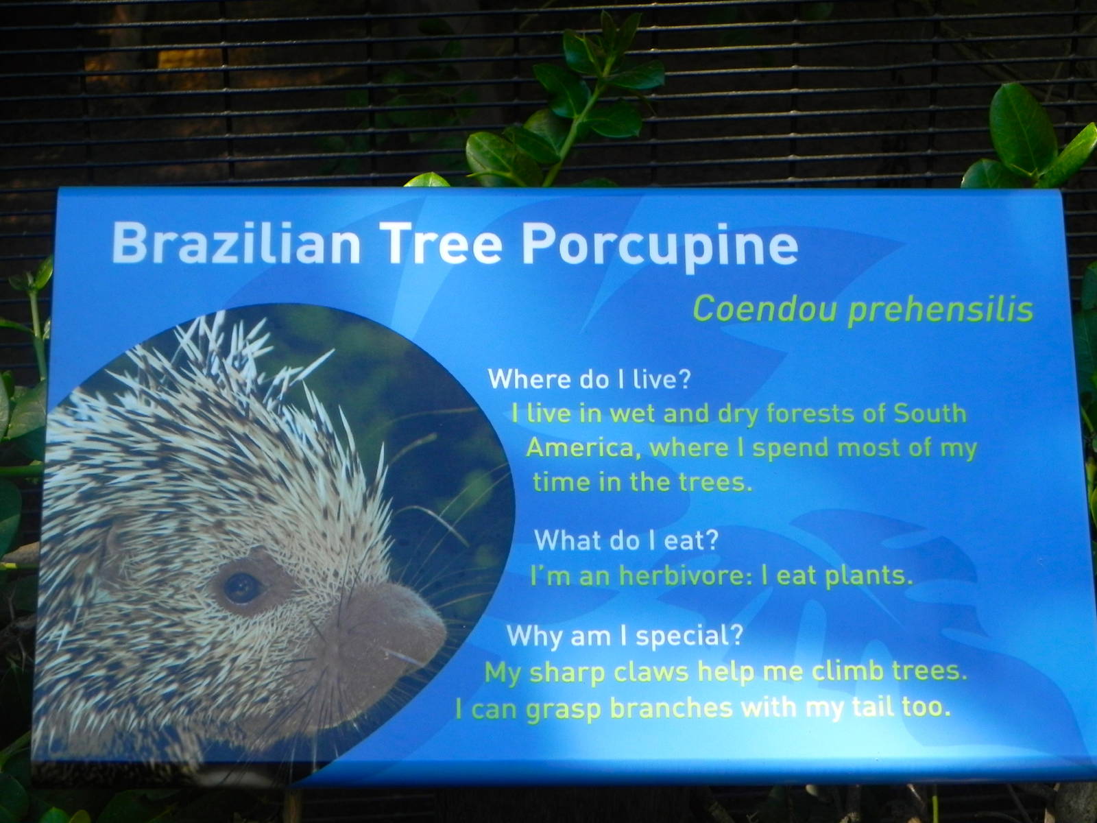 New animal for the Children's Zoo