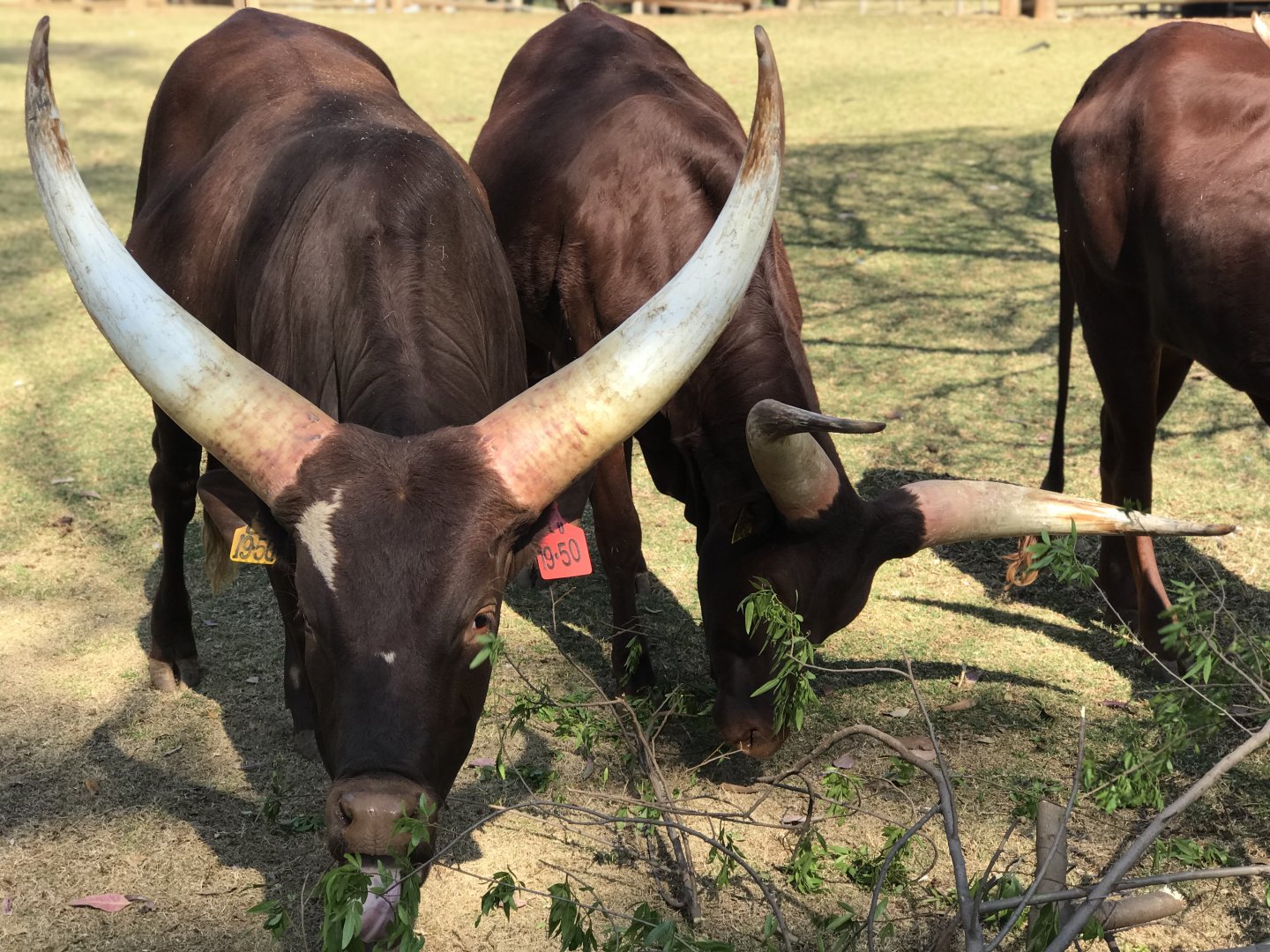 {New} Ankole Cattle (Bos taurus indicus)