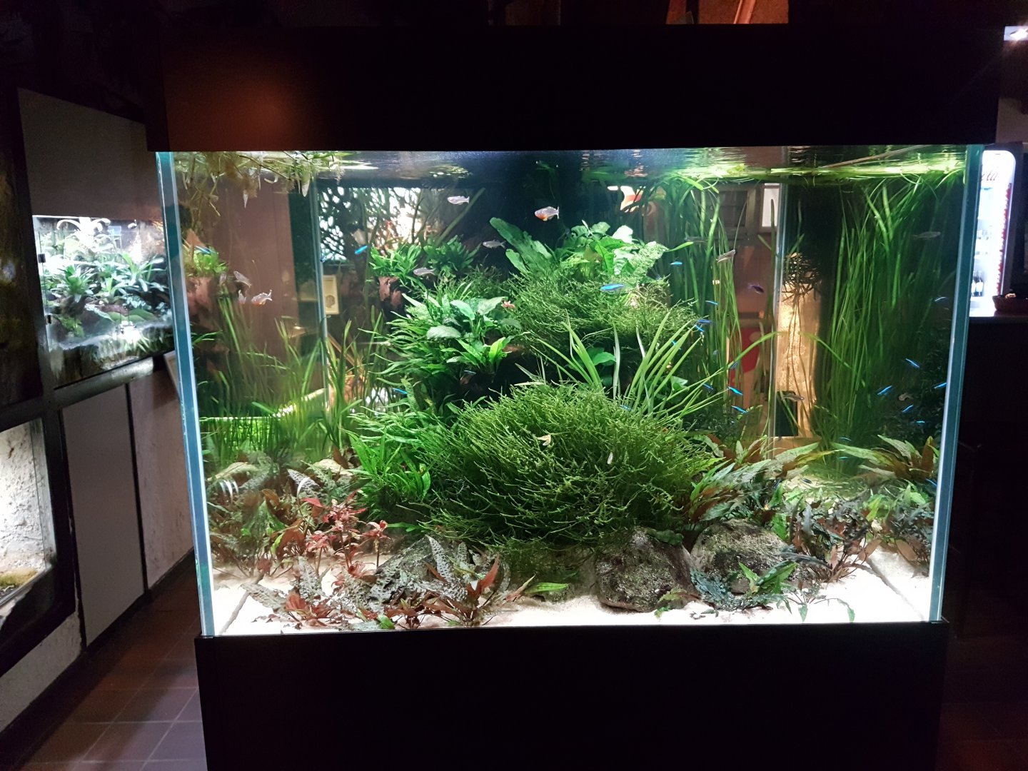 New aquarium