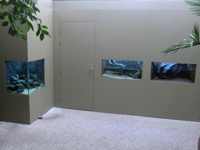 New aquariums in the africa house
