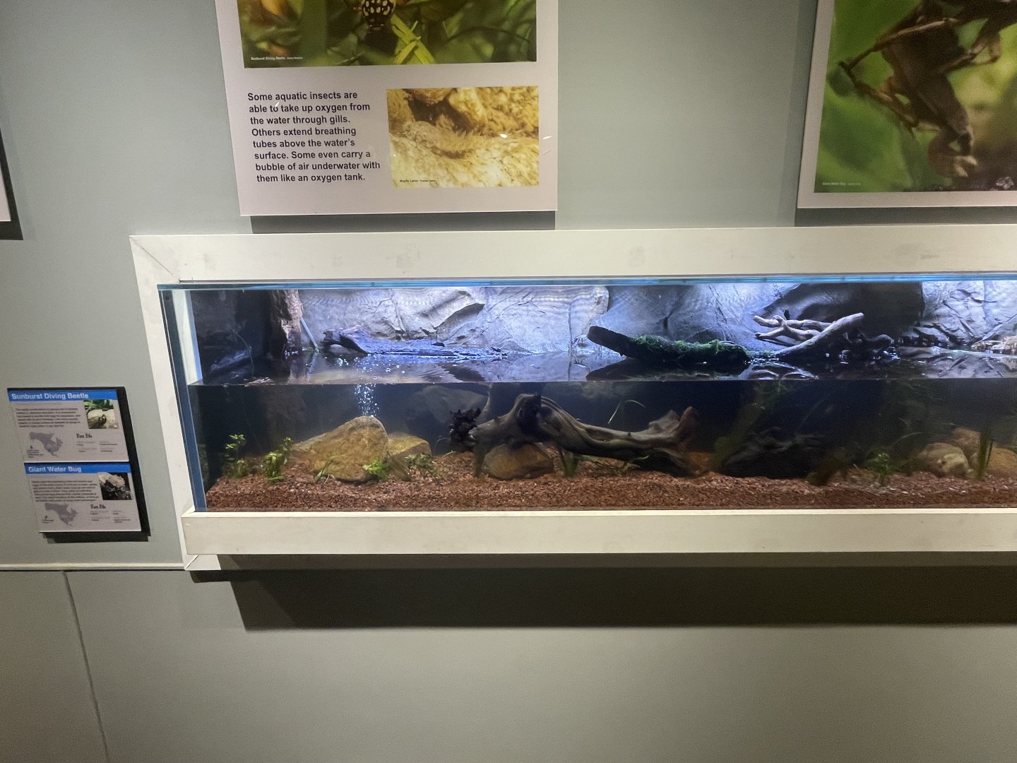 New Aquatic tank for insects