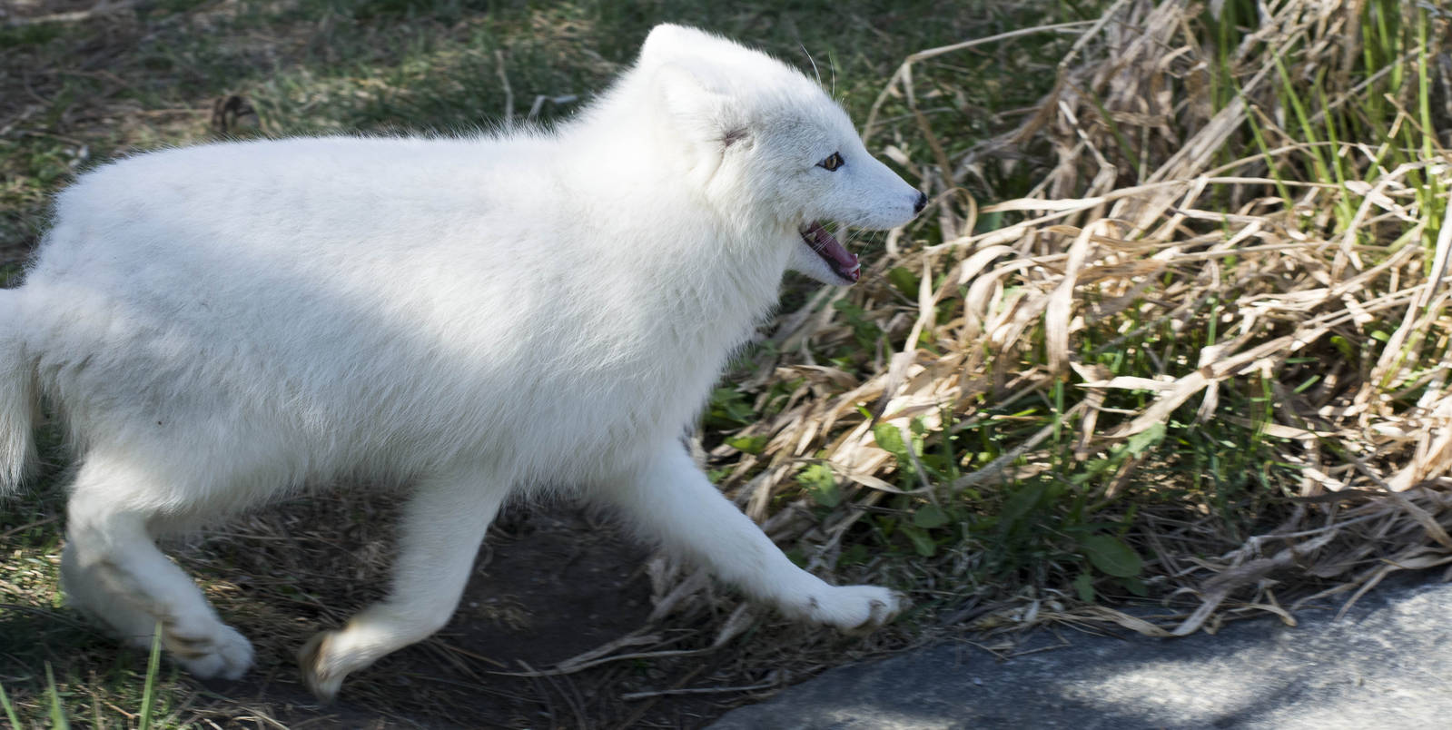 New Arctic Fox