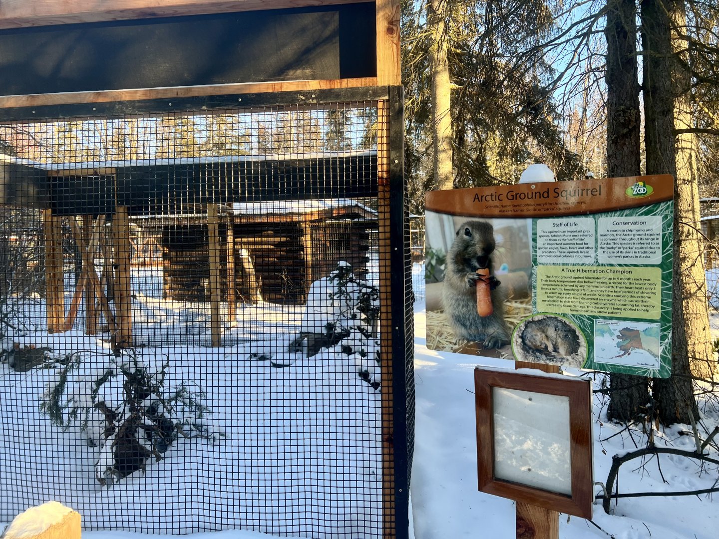 New Arctic Ground Squirrel enclosure