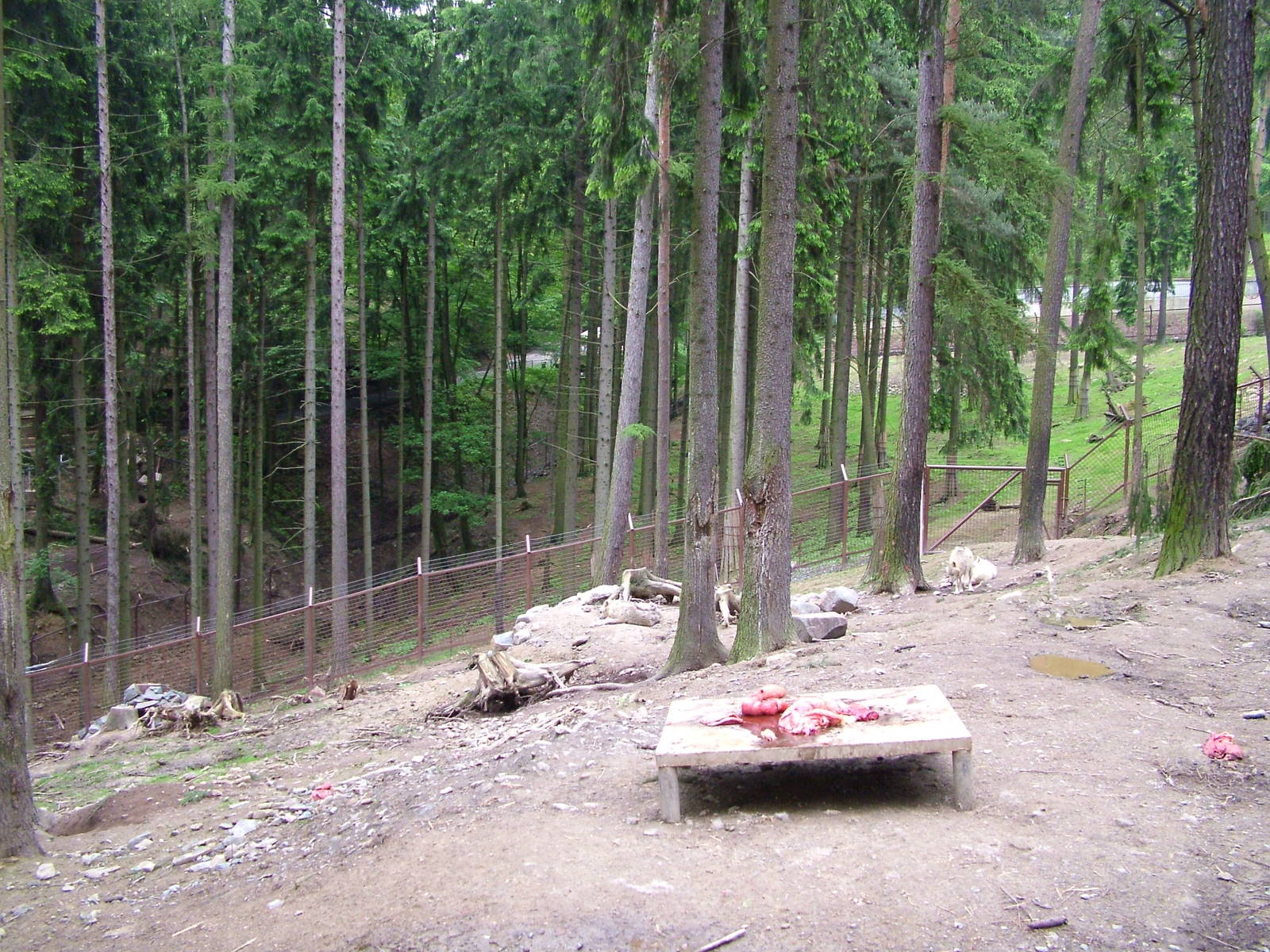 New Arctic Wolf exhibit at Olomouc 30/05/10