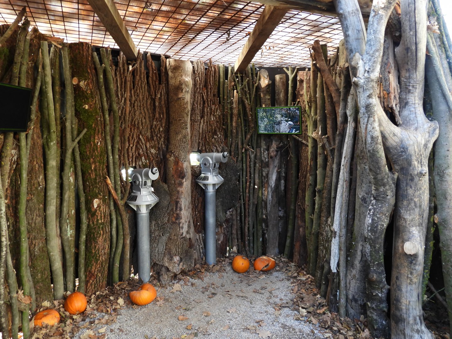 New area Biodiversity fo Europe - Binoculars with focus on the vulture aviary