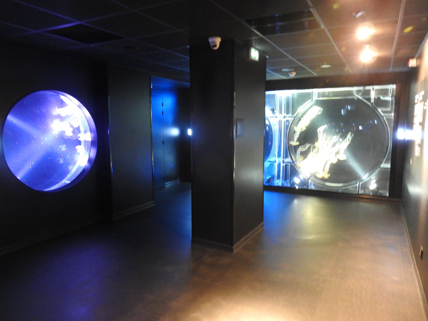 New area for Jellyfish