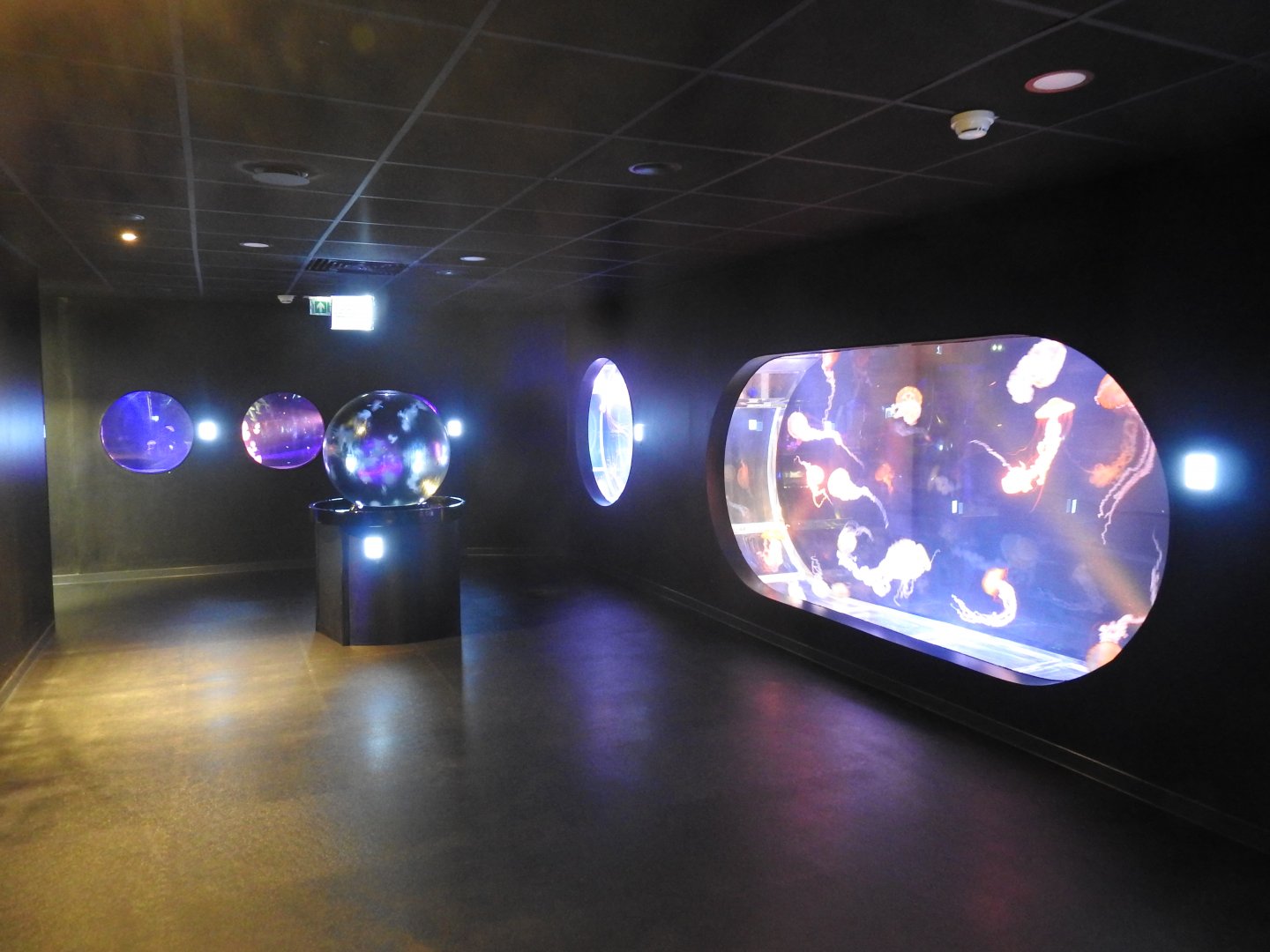 New area for Jellyfish