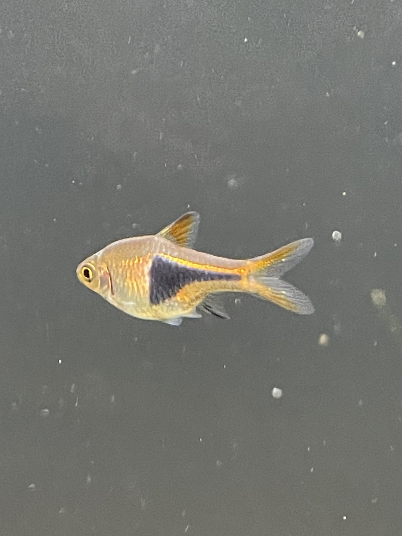 New arrival at aquarium. ID?