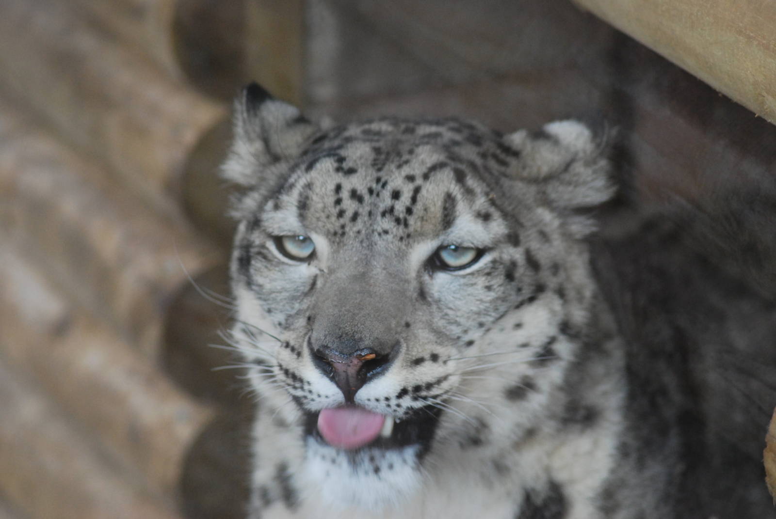 NEW ARRIVAL - NANGA THE SNOW LEOPARD