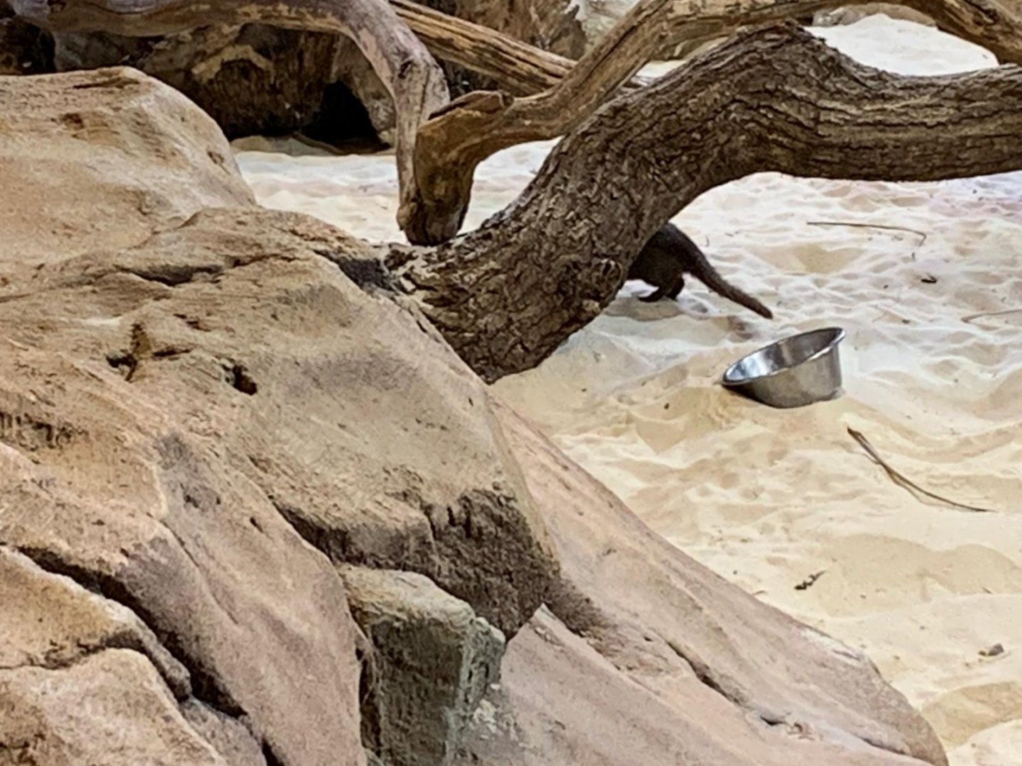 New arrival @ Paulton's 2023