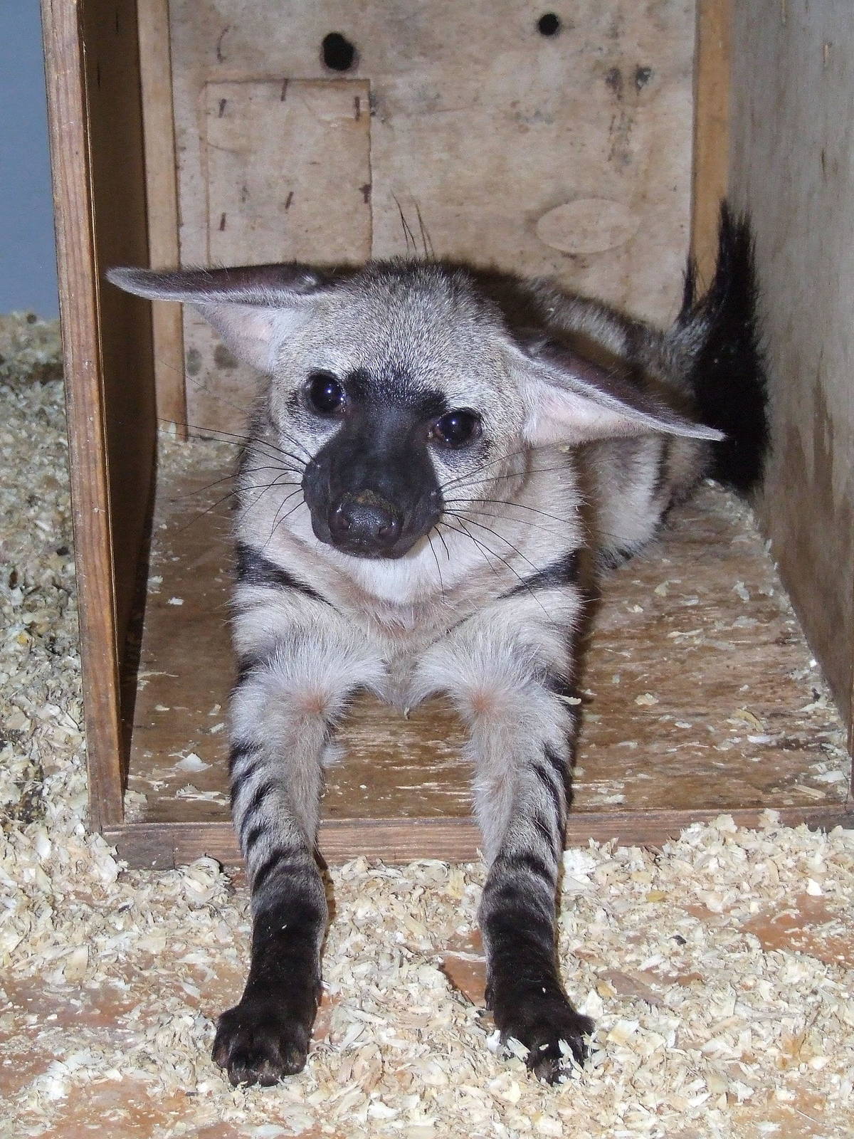 New arrival!, Rare Species Conservation Centre, Sandwich