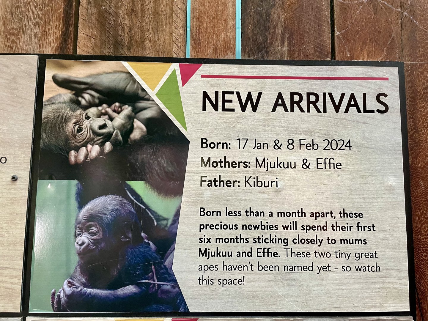 New Arrival Signage, Gorilla Kingdom