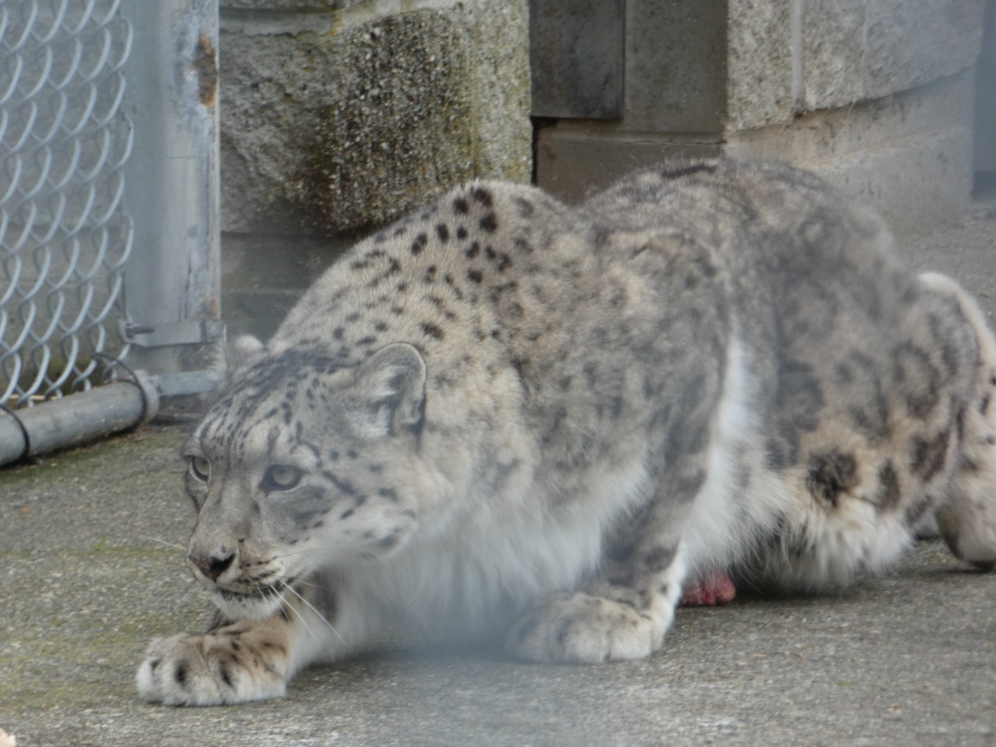 New arrival (Snow leopard)