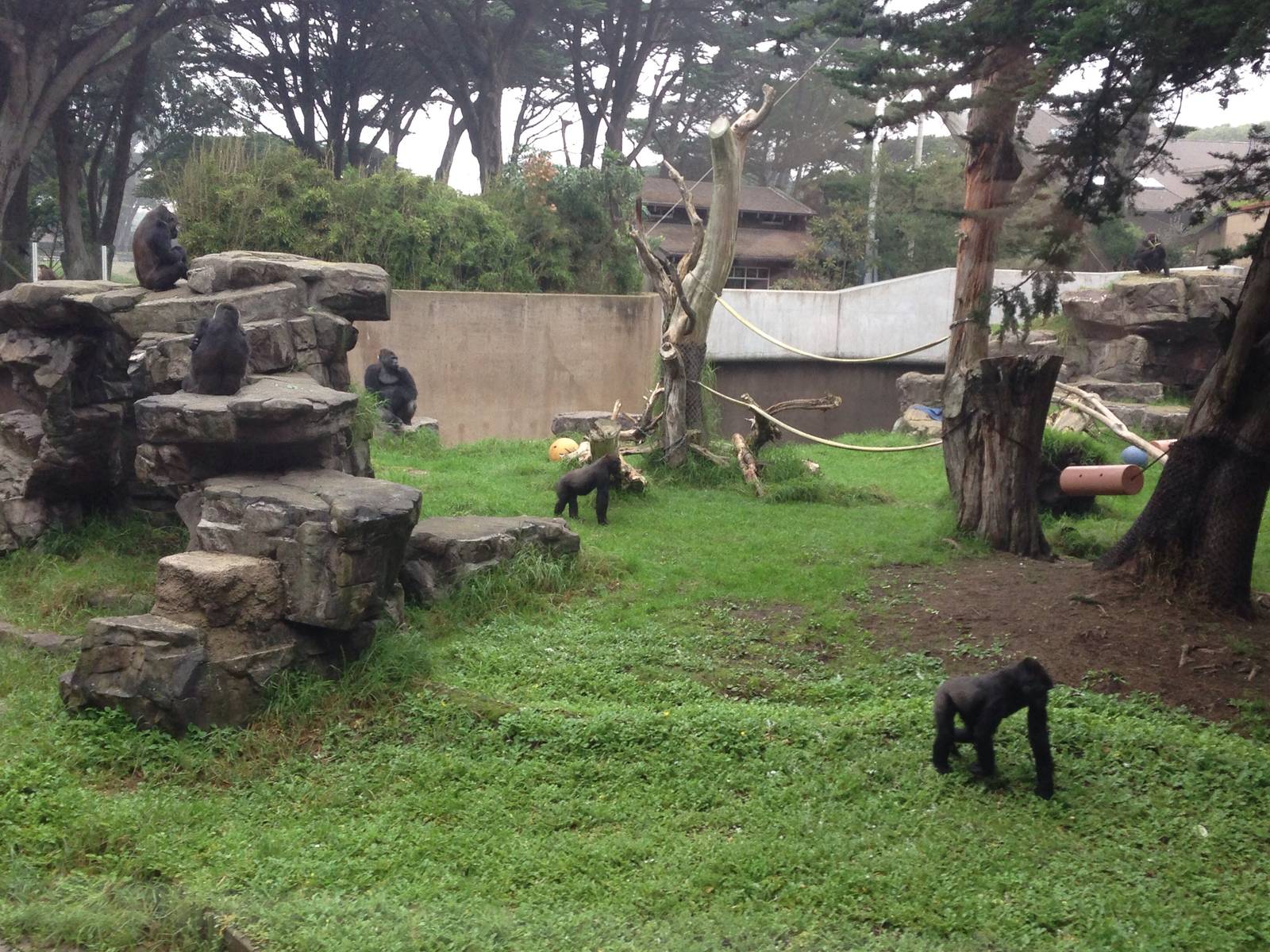 New arrivals and the Gorilla troop