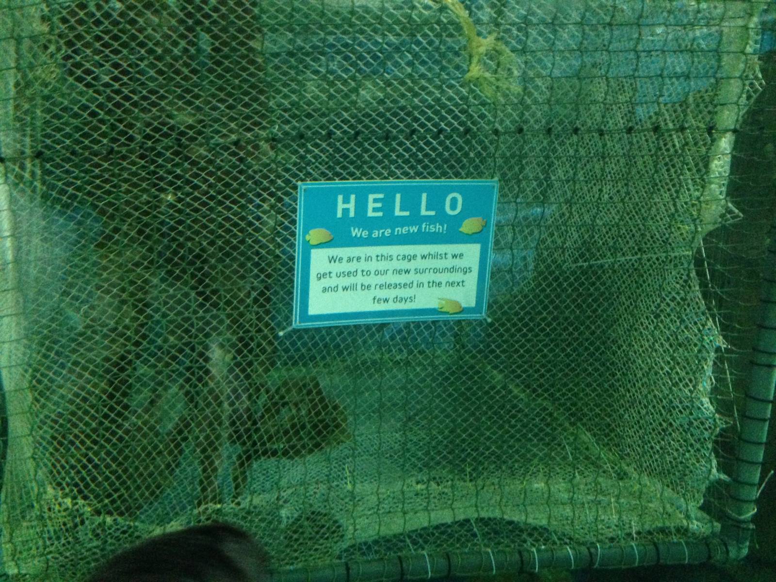 New Arrivals at Blue Planet Aquarium - 05/10/2013