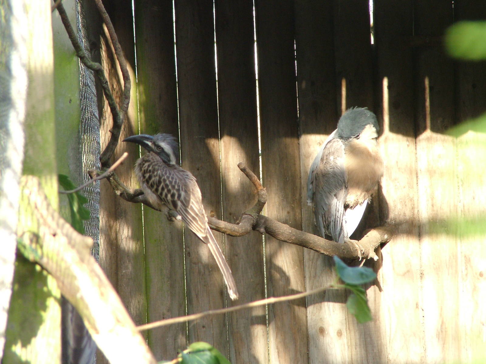 New arrivals at Twycross 08/11/09