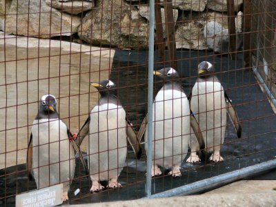 new arrivals - gentoo penguins