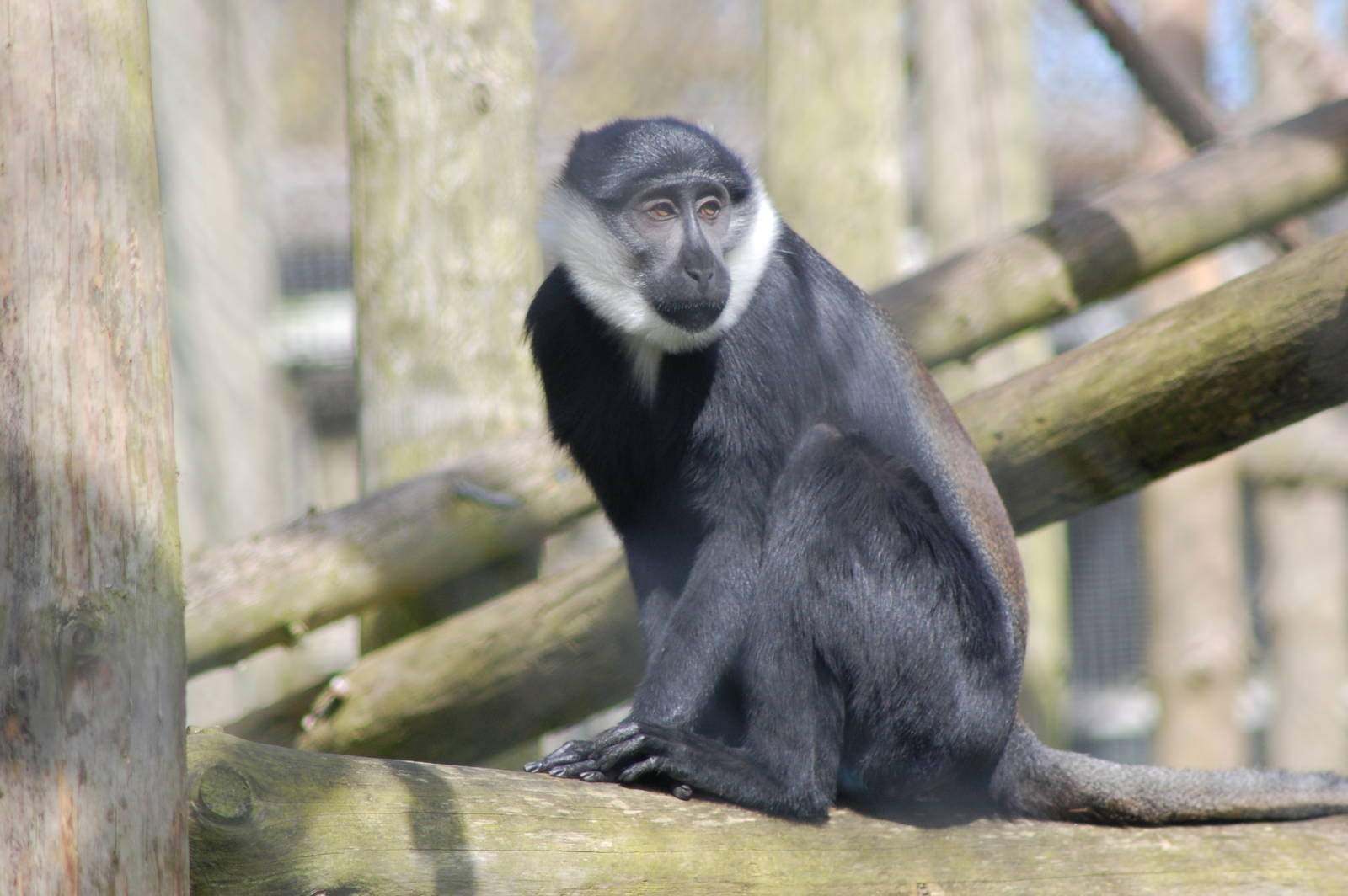 New Arrivals - L'Hoest's monkey (1.1)