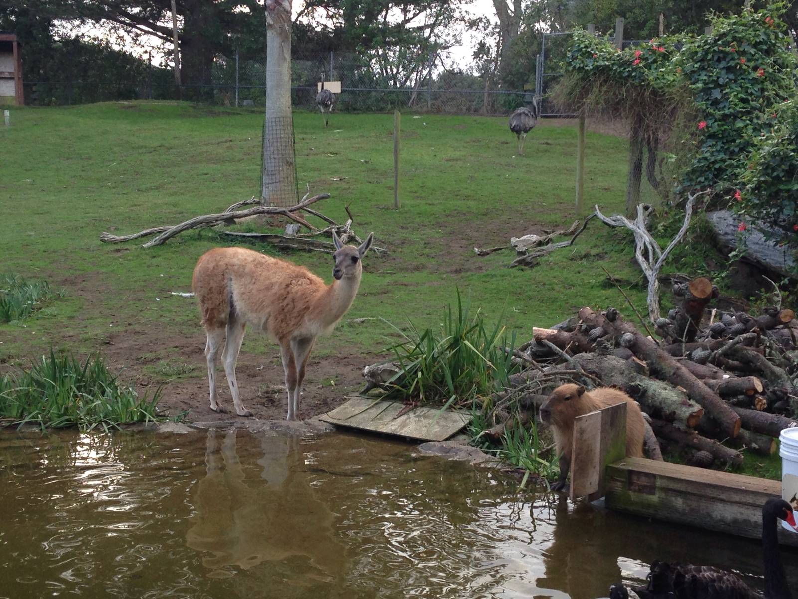 New arrivals: male Capybara & 2 Guanaco