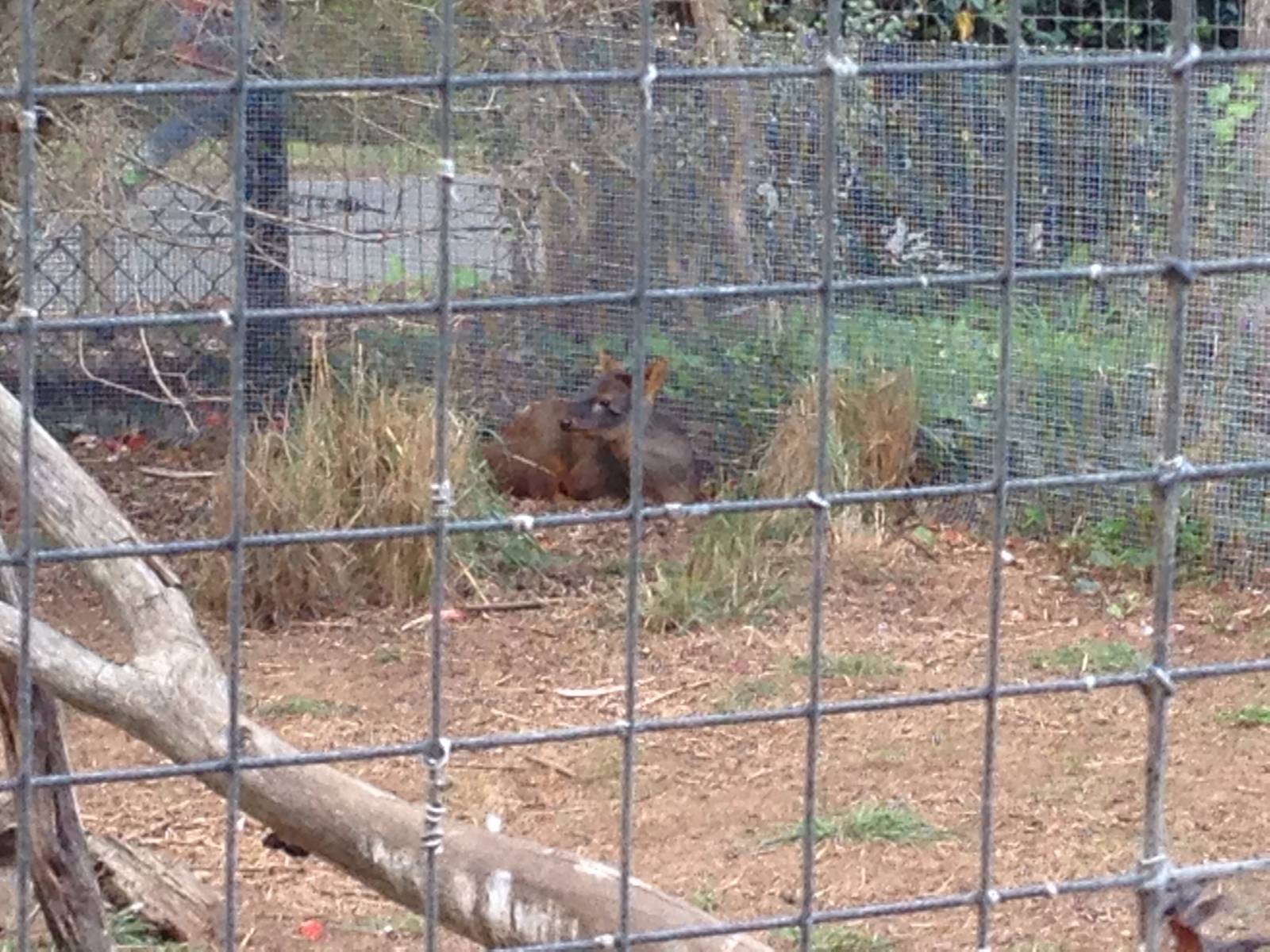 New arrivals: Southern Pudu
