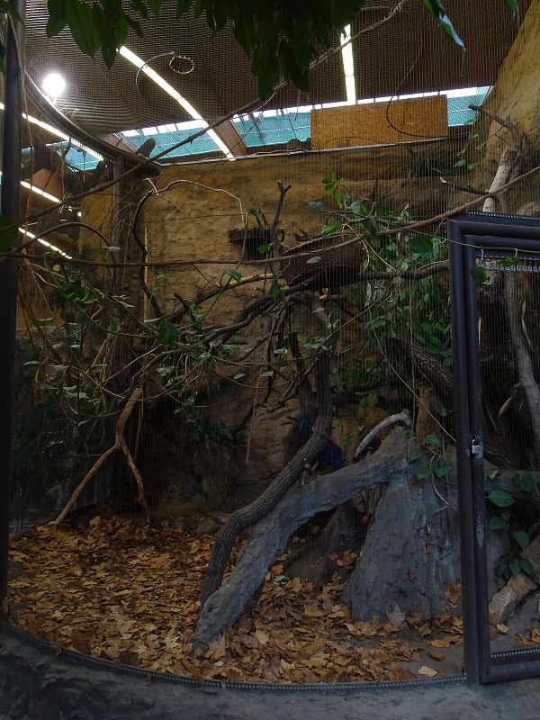 New Asia house; aviary for crowned pigeon and roulroul (04/23)