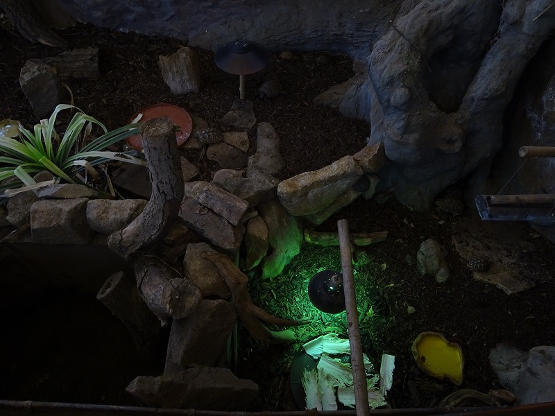 New Asia house; enclosure for tortoises (04/23)