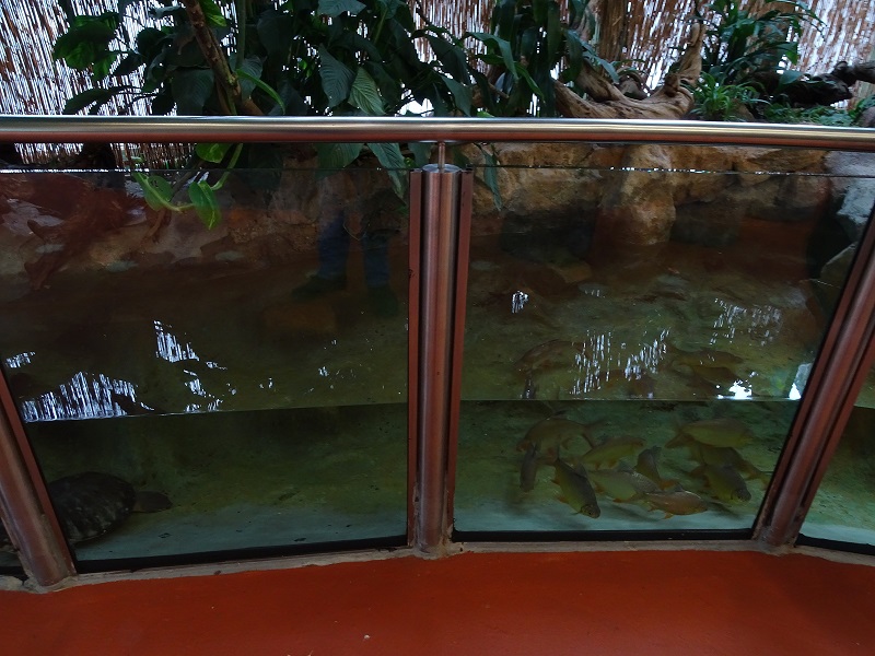 New Asia House; tank for turtles and fishes (04/23)