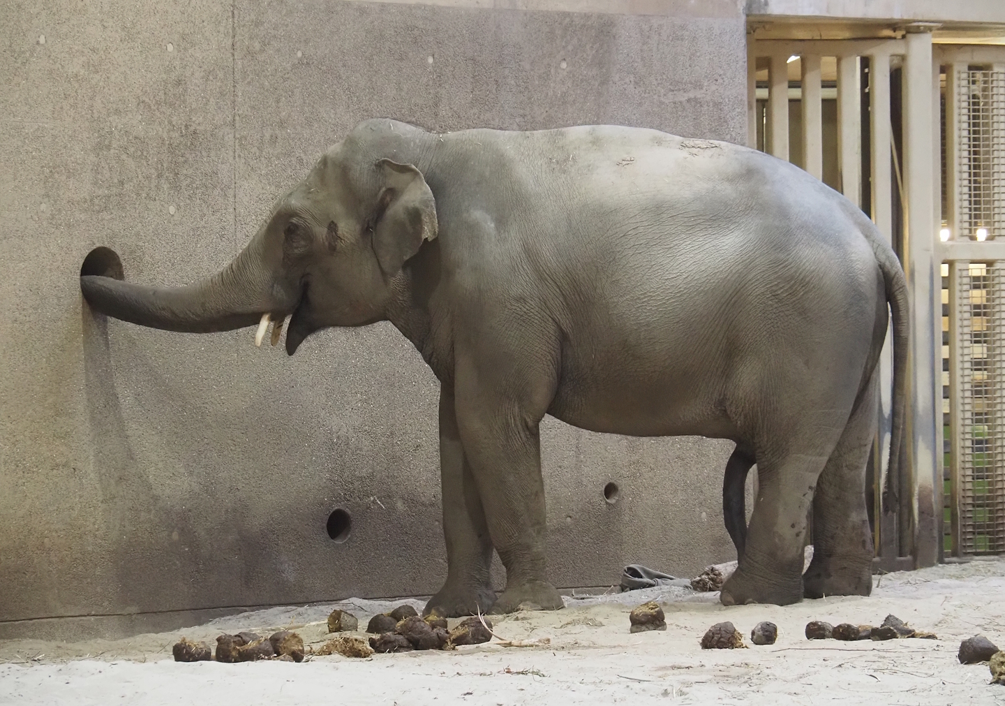 New Asian elephant (Elephas maximus) bull Upali, 2025-10-19