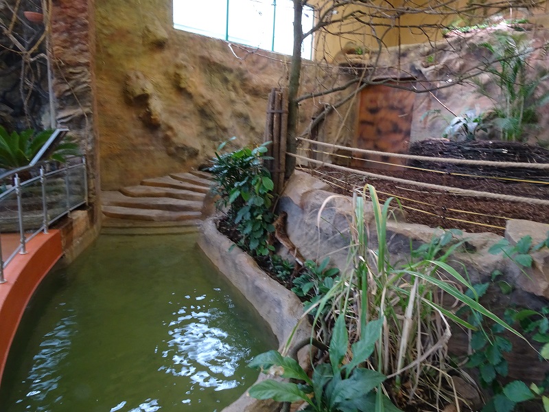 New Asian House; tapir / warty pig enclosure (04//23)