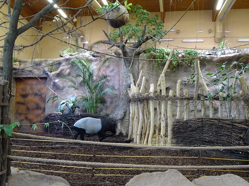 New Asian House; tapir / warty pig enclosure (04//23)
