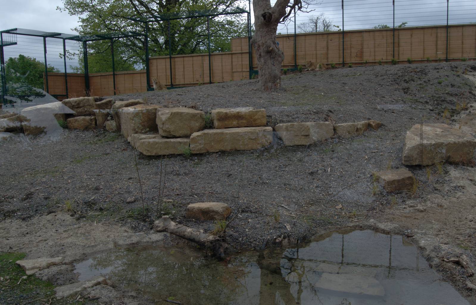 New Asian Lion Enclosure II - Dublin Zoo, May 2012