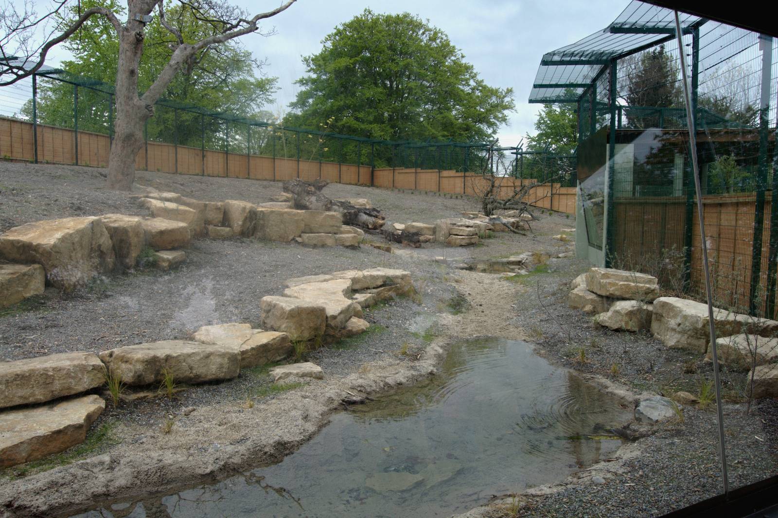 New Asian Lion Enclosure III - Dublin Zoo, May 2012